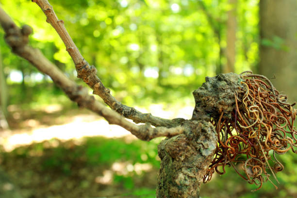 A mythical tree woman raises her arms and looks up in front of a brightly lit
forest tree background with her hair of tendrils dynamically blowing back and...