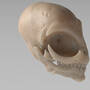 container_grey-alien-skull-3d-printing-335903.jpg